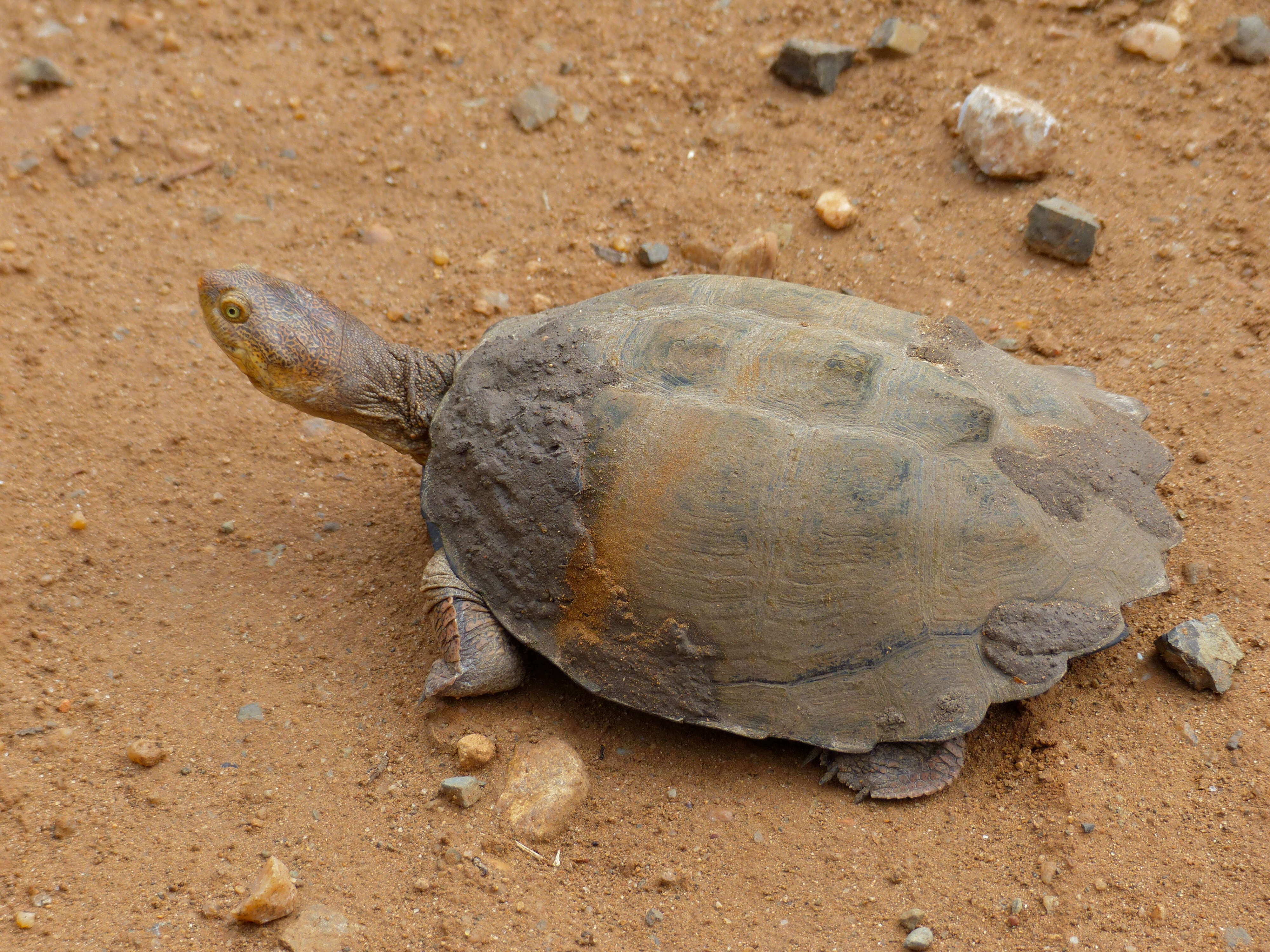 Image of Serrated hinged terrapin