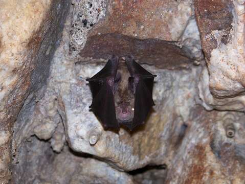 Image of Greater Horseshoe Bat