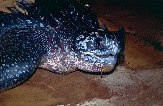 Image of Leatherback sea turtle