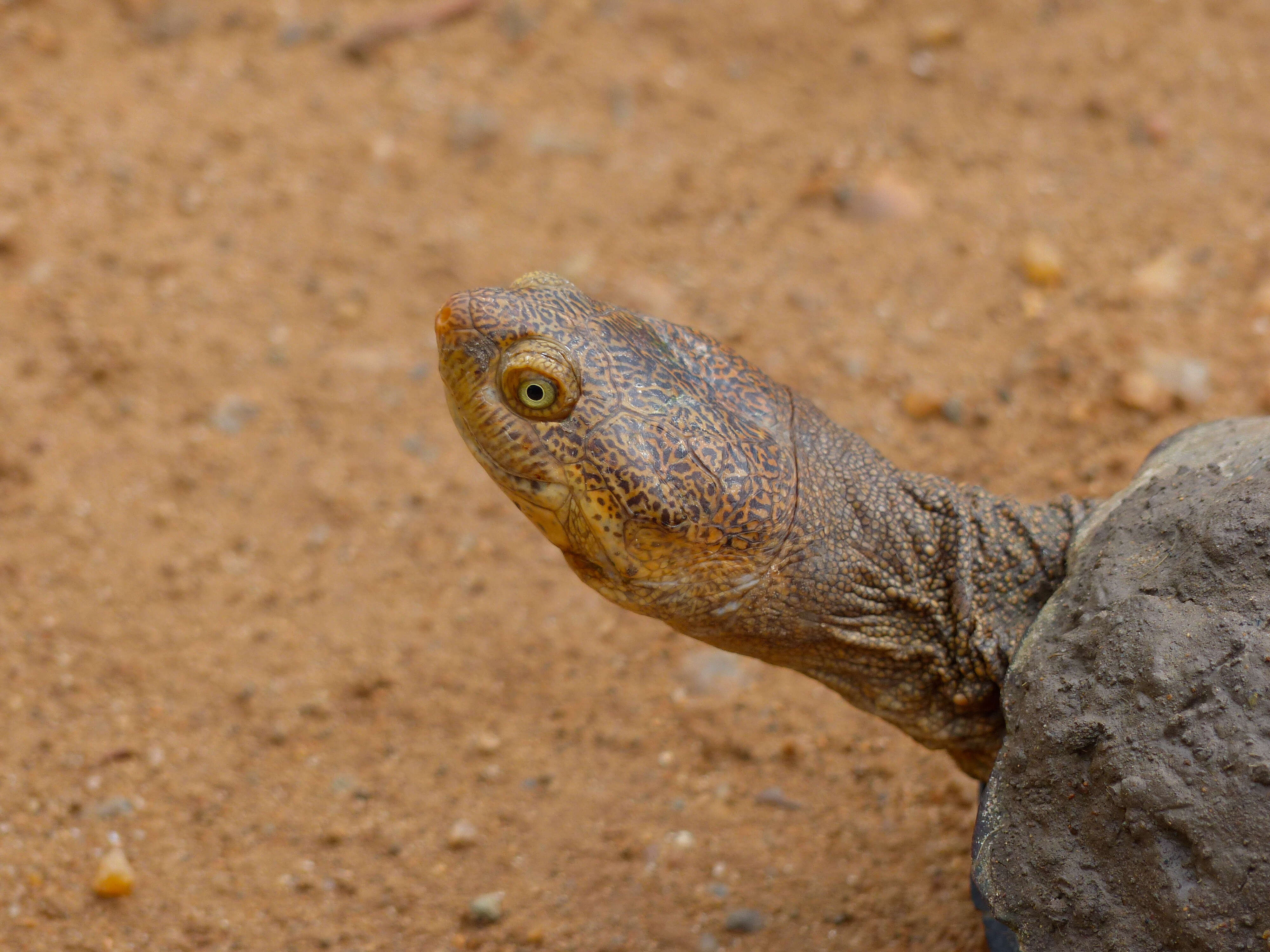 Image of Serrated hinged terrapin