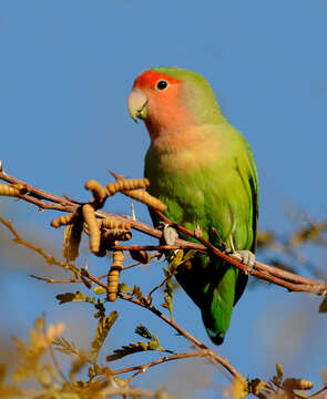 Imagem de Agapornis roseicollis (Vieillot 1818)