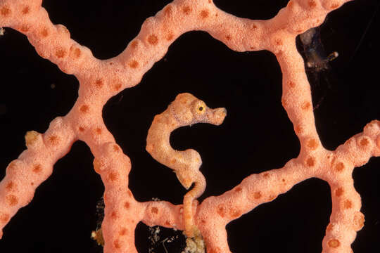 Image of Denise's Pygmy Seahorse