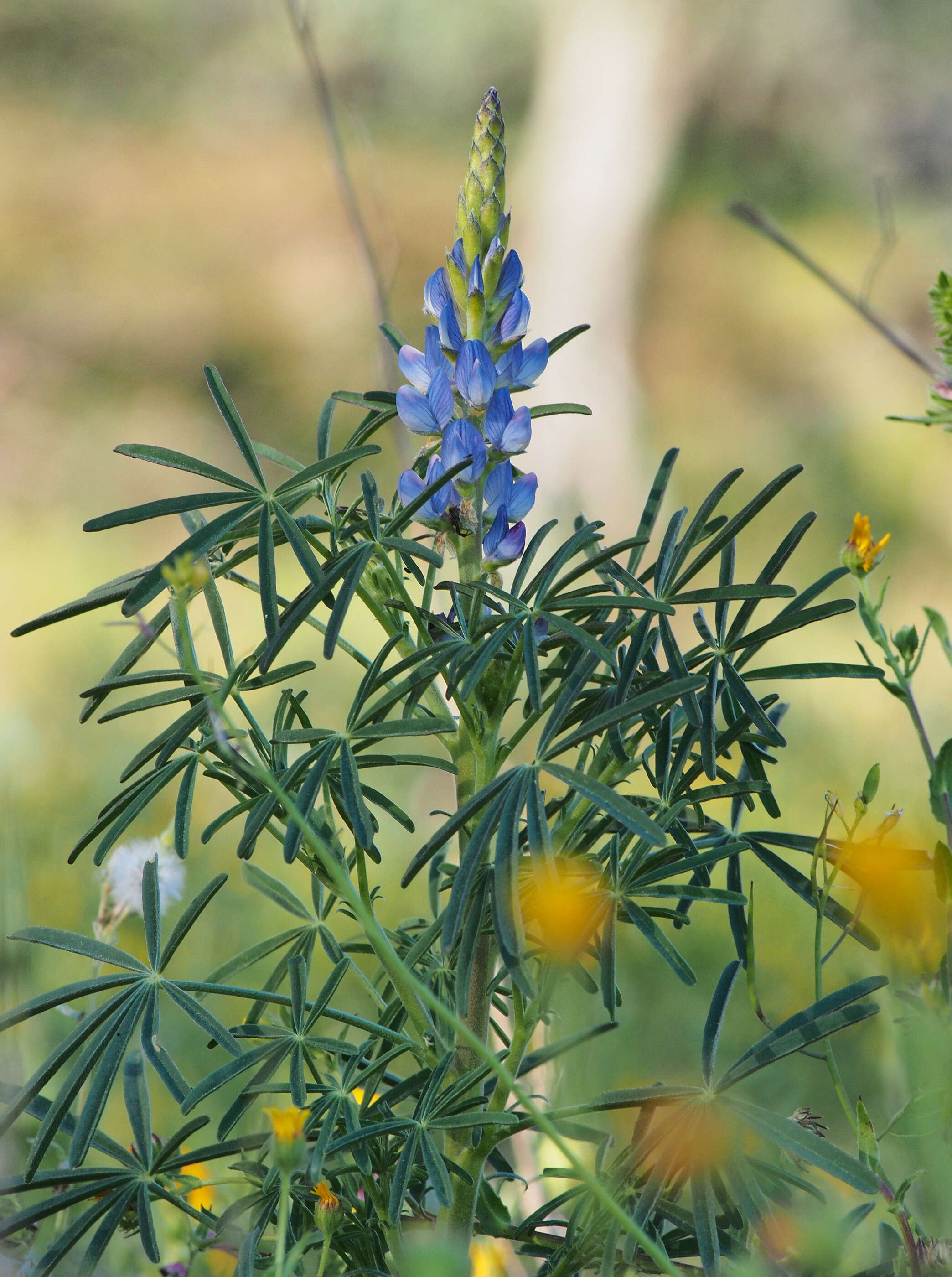 Image of narrowleaf lupine