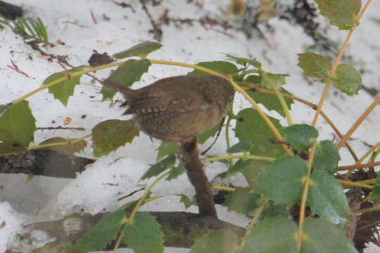 Image of Pacific Wren