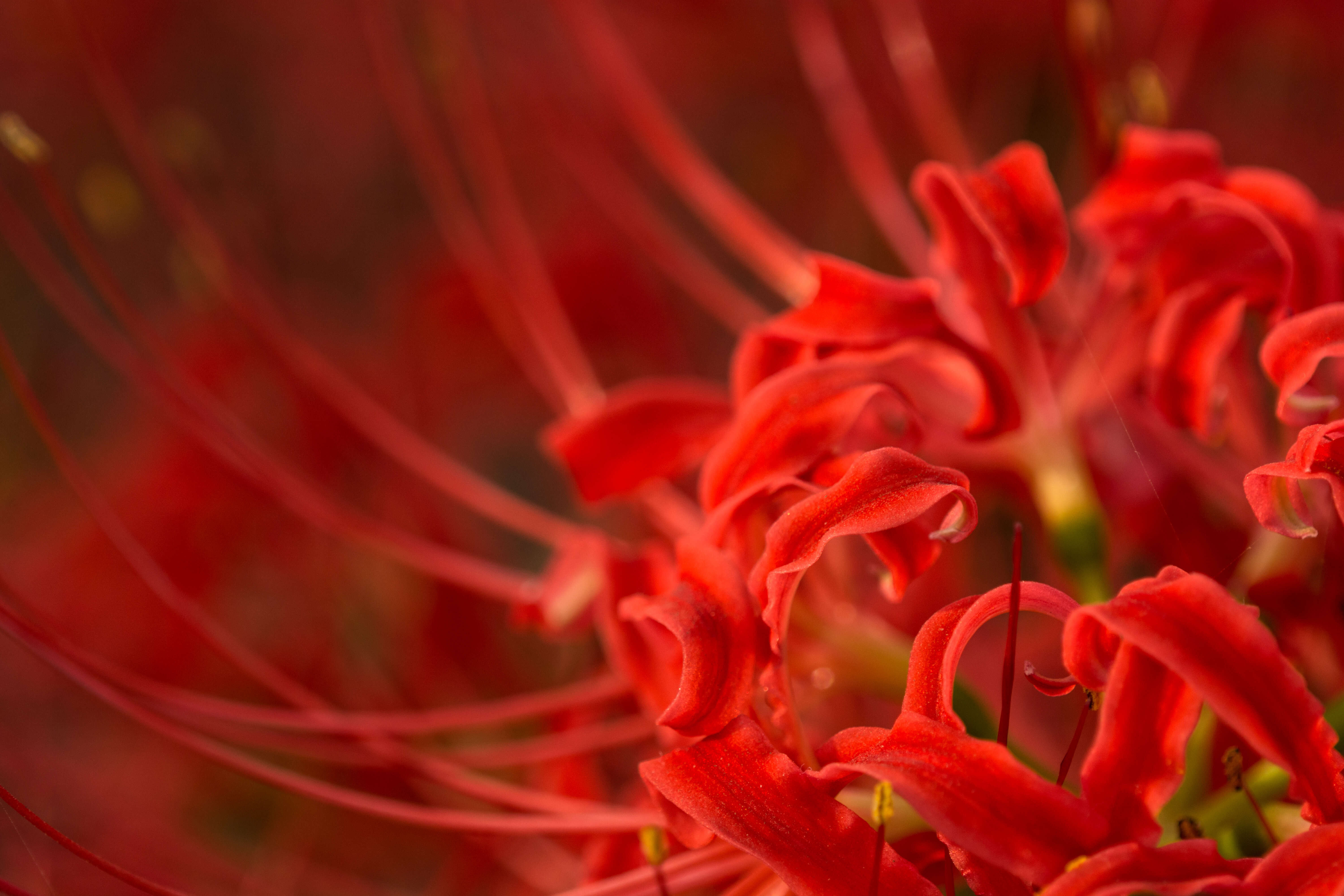 Image of red spider lily