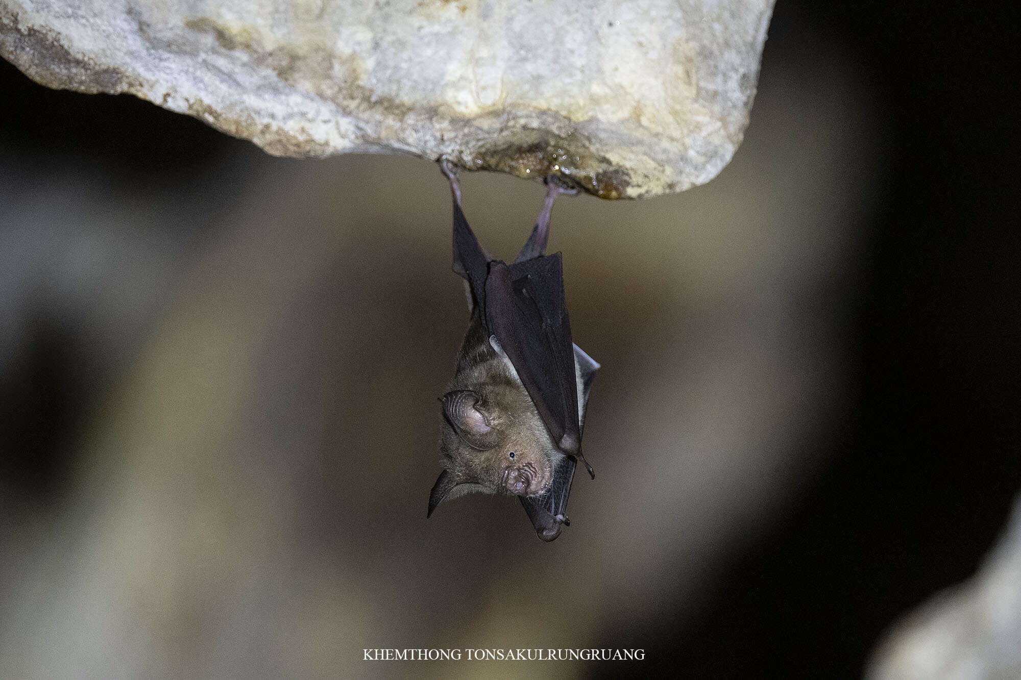 Image of Horsfield's Leaf-nosed Bat