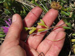 Imagem de Lampranthus falciformis var. falciformis