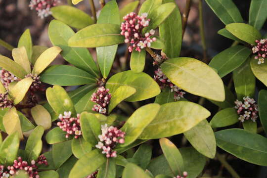 Imagem de Skimmia