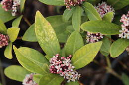 Imagem de Skimmia