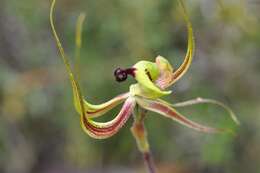 Caladenia integra E. Coleman的圖片