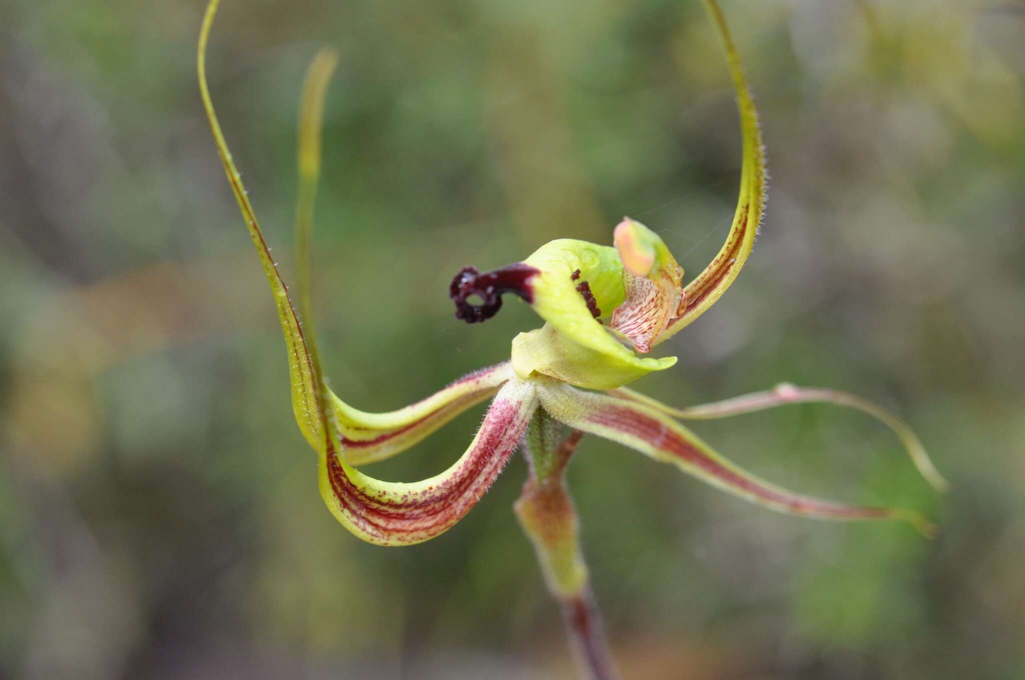 Caladenia integra E. Coleman的圖片