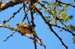 Image of Yellow-fronted Tinkerbird