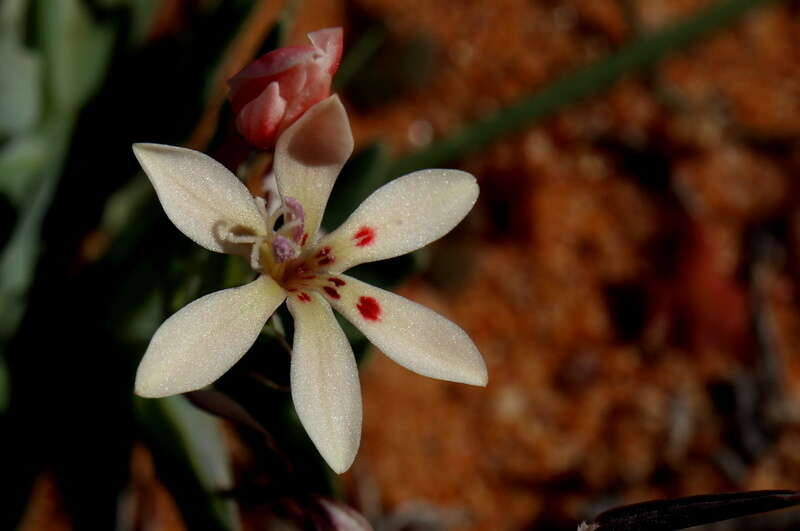 Image of Lapeirousia arenicola Schltr.