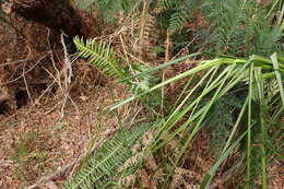 Image of Fishbone water-fern