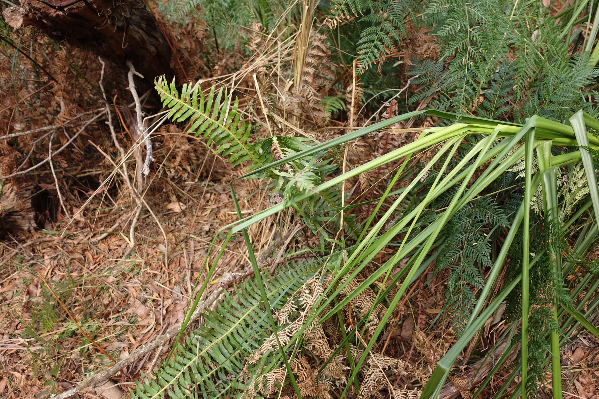 Image of Fishbone water-fern