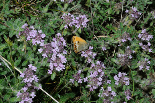 Coenonympha arcania Linnaeus 1761的圖片