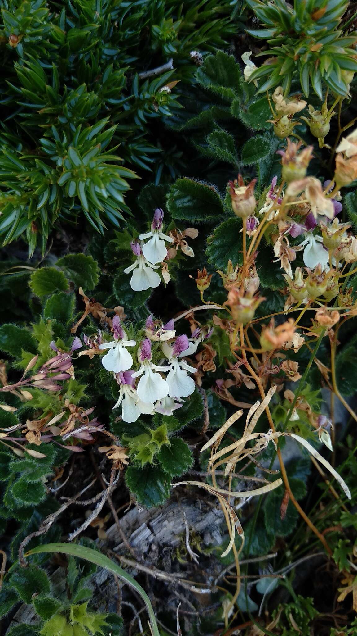 Image of Teucrium pyrenaicum L.