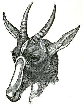 Image of Blesbok