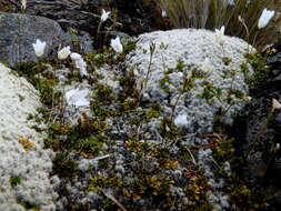 Image of Wahlenbergia pygmaea subsp. pygmaea