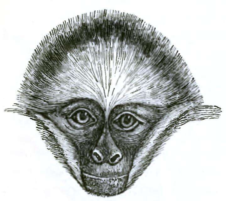 Image of White-cheeked Spider Monkey