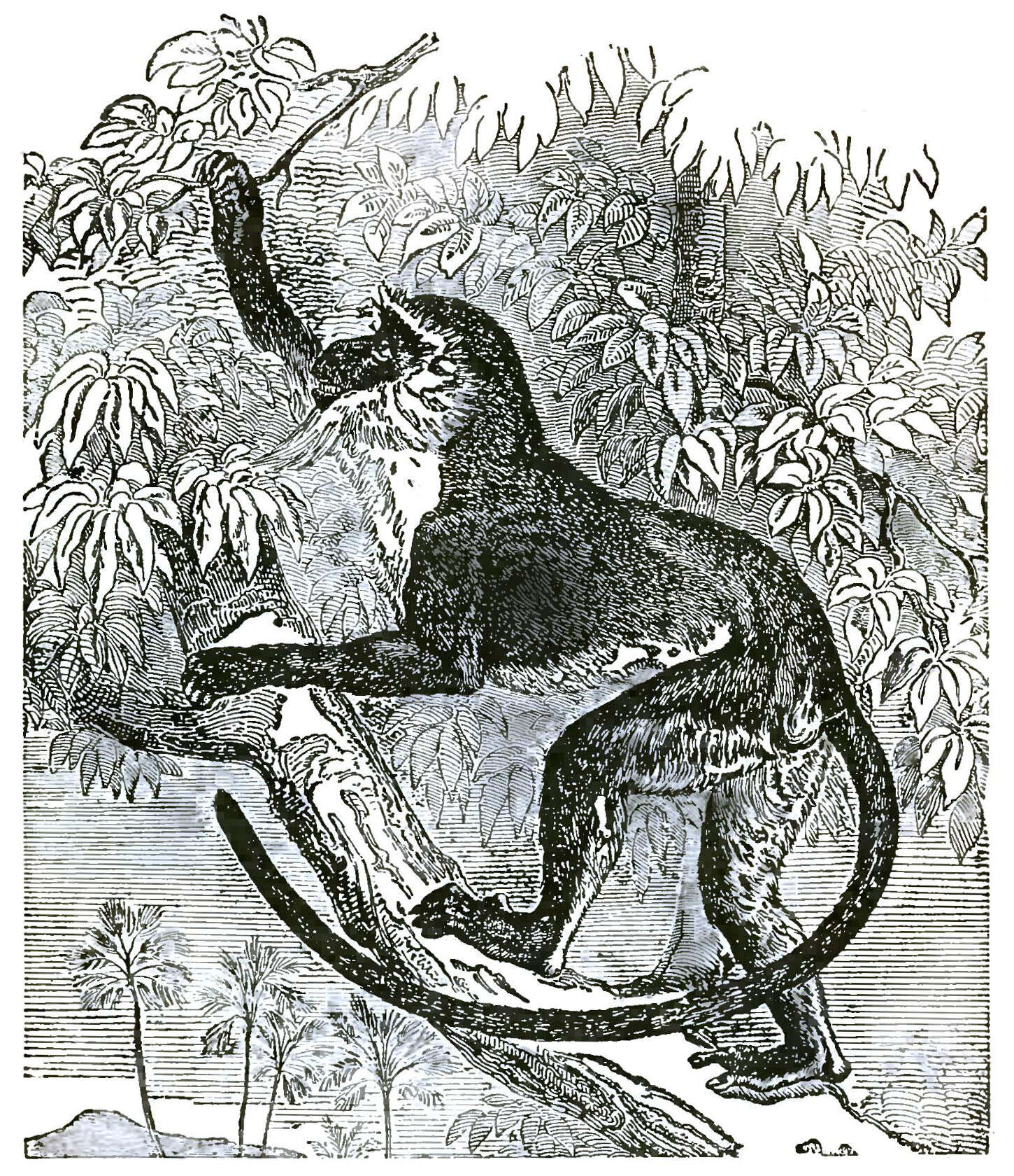 Слика од Cercopithecus diana (Linnaeus 1758)