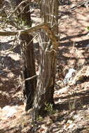 Image of Durango Juniper