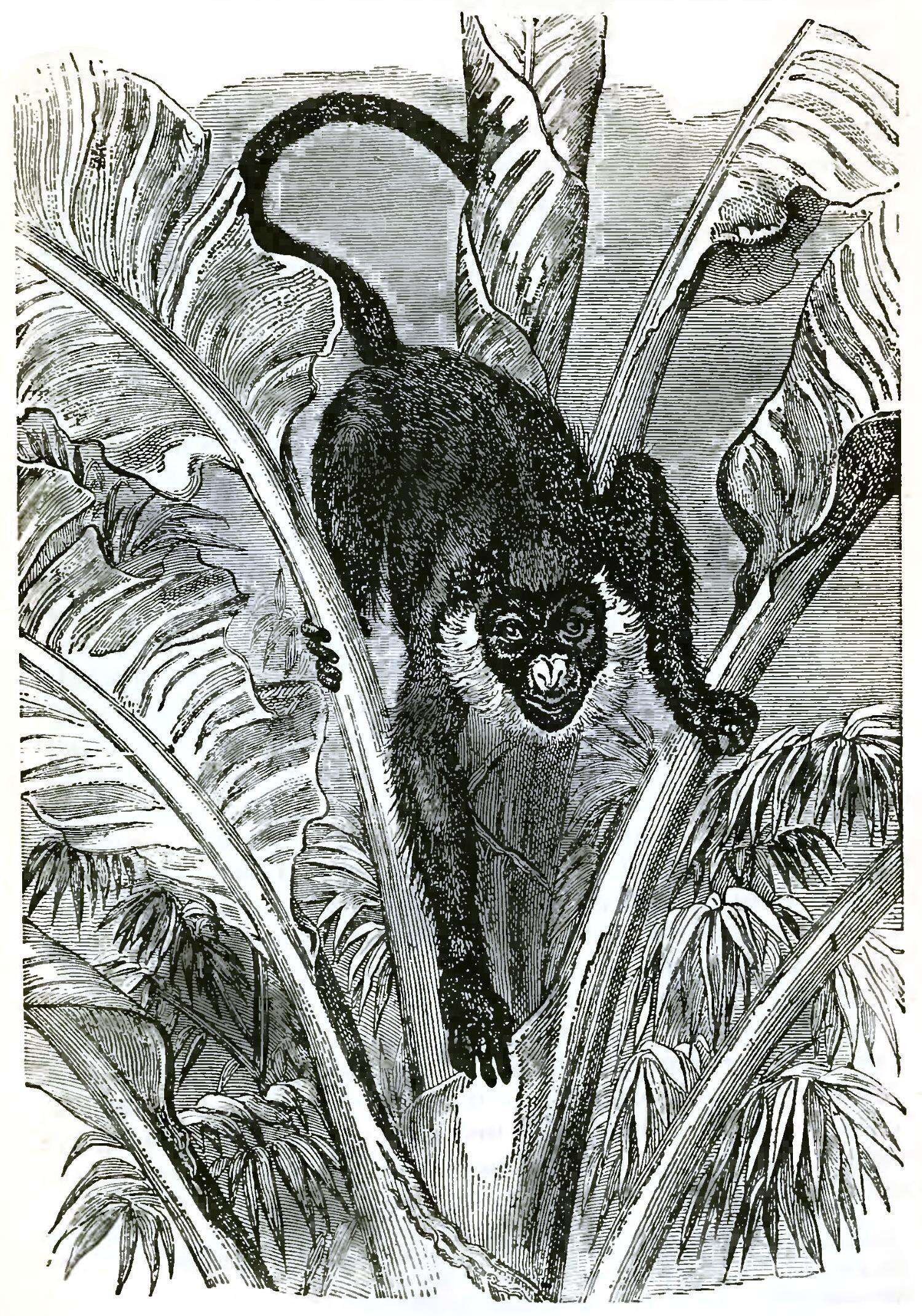 Слика од Cercopithecus petaurista (Schreber 1774)