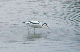 Image of avocet, pied avocet