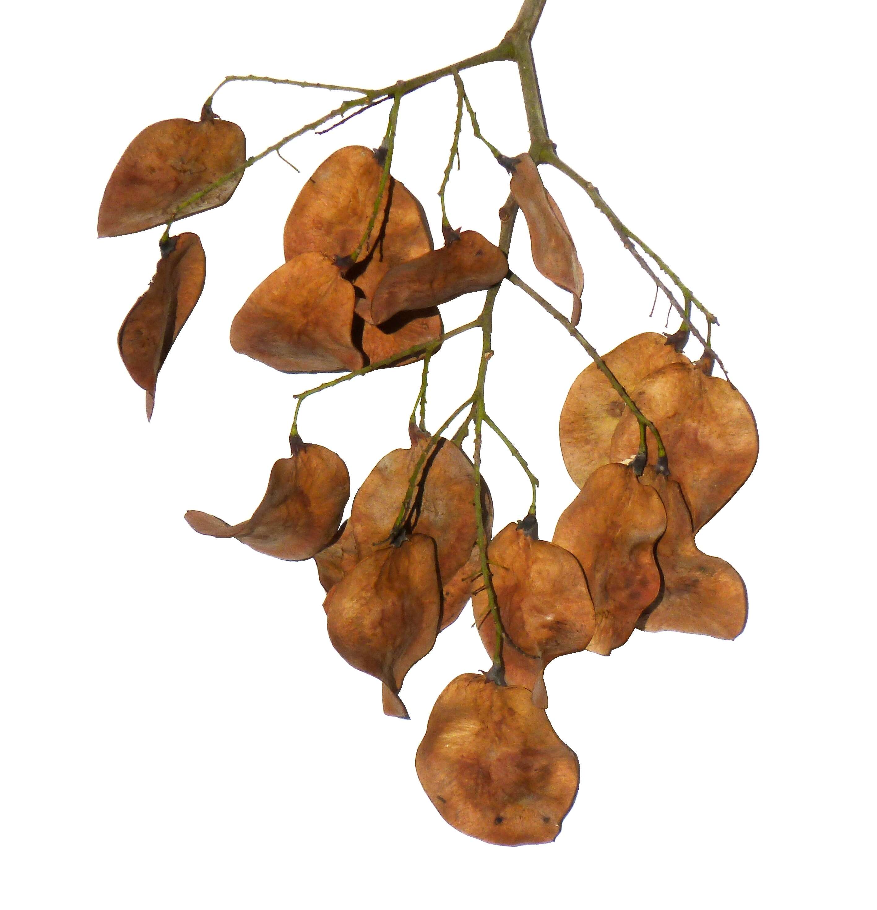 Imagem de Pterocarpus rotundifolius (Sond.) Druce