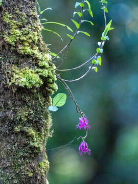 صورة Dendrobium hasseltii (Blume) Lindl.