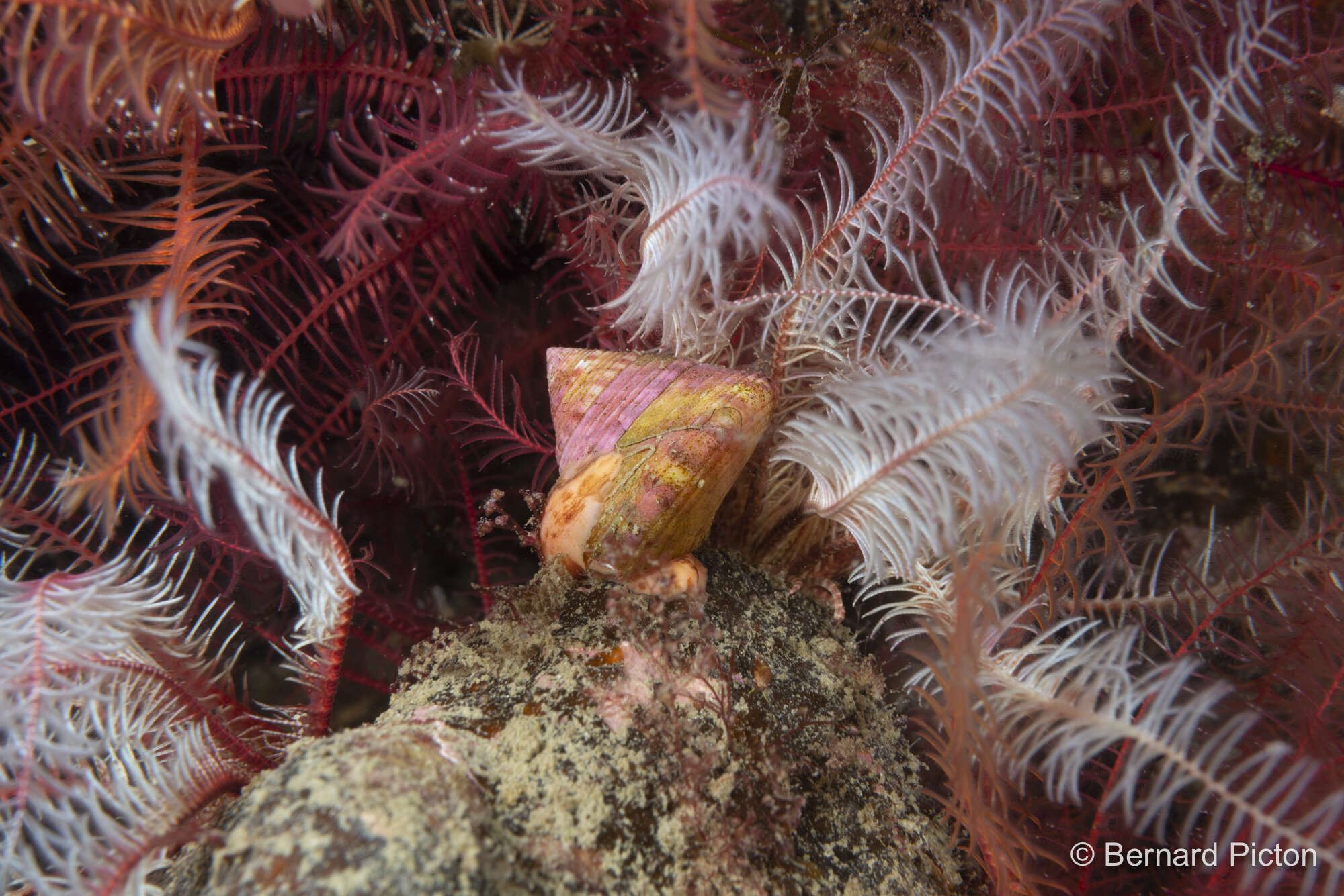 Sivun Calliostoma zizyphinum (Linnaeus 1758) kuva