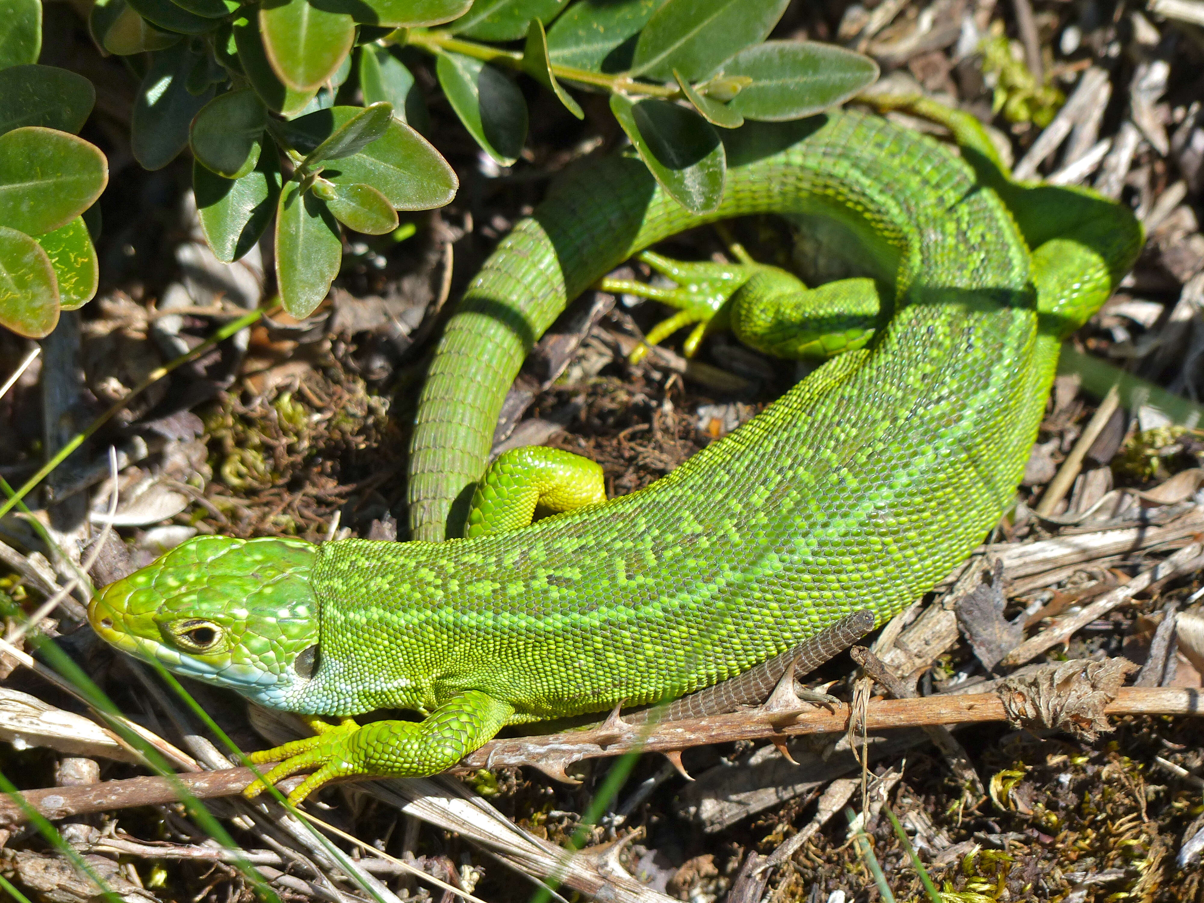 Image of Western Green Lizard