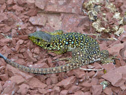 Image of Ocellated Lizard