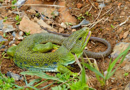 Image of Ocellated Lizard