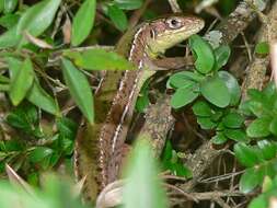 Image of Western Green Lizard