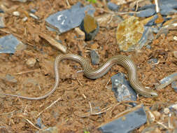 Plancia ëd Chalcides striatus (Cuvier 1829)