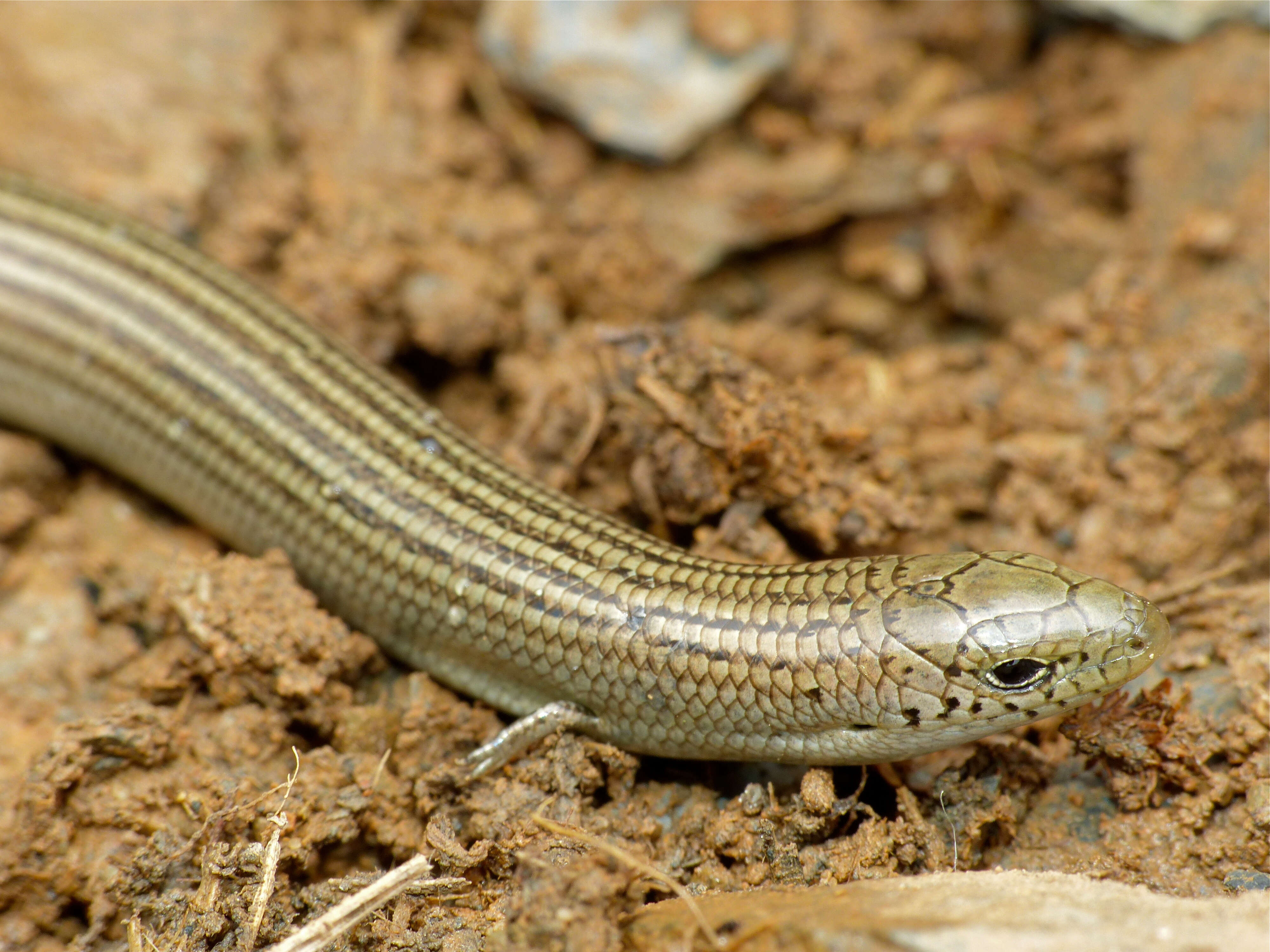 Plancia ëd Chalcides striatus (Cuvier 1829)