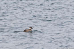 Image of American Scoter