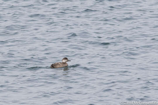 Image of American Scoter