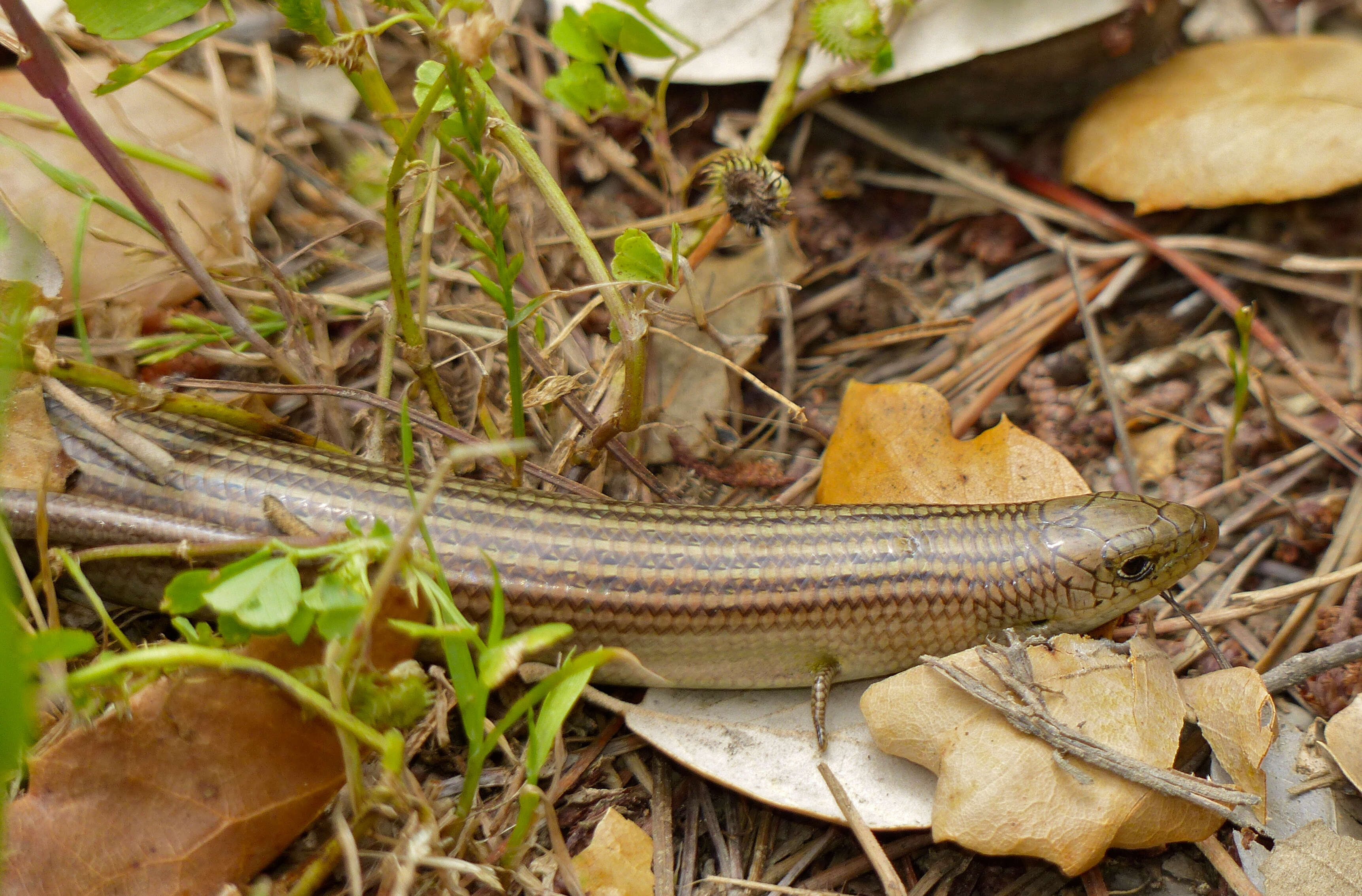 Plancia ëd Chalcides striatus (Cuvier 1829)