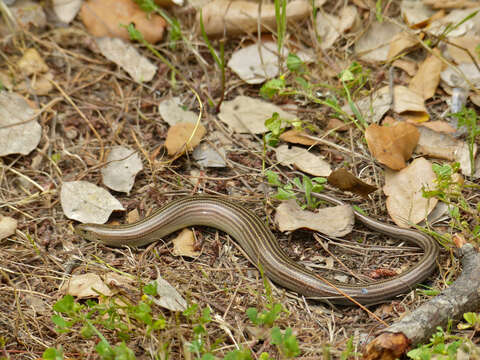 Image of Western Three-toed Skink