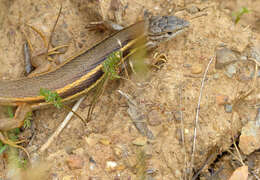 Psammodromus algirus (Linnaeus 1758) resmi