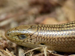 Plancia ëd Chalcides striatus (Cuvier 1829)