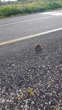 Image of Eastern European Hedgehog