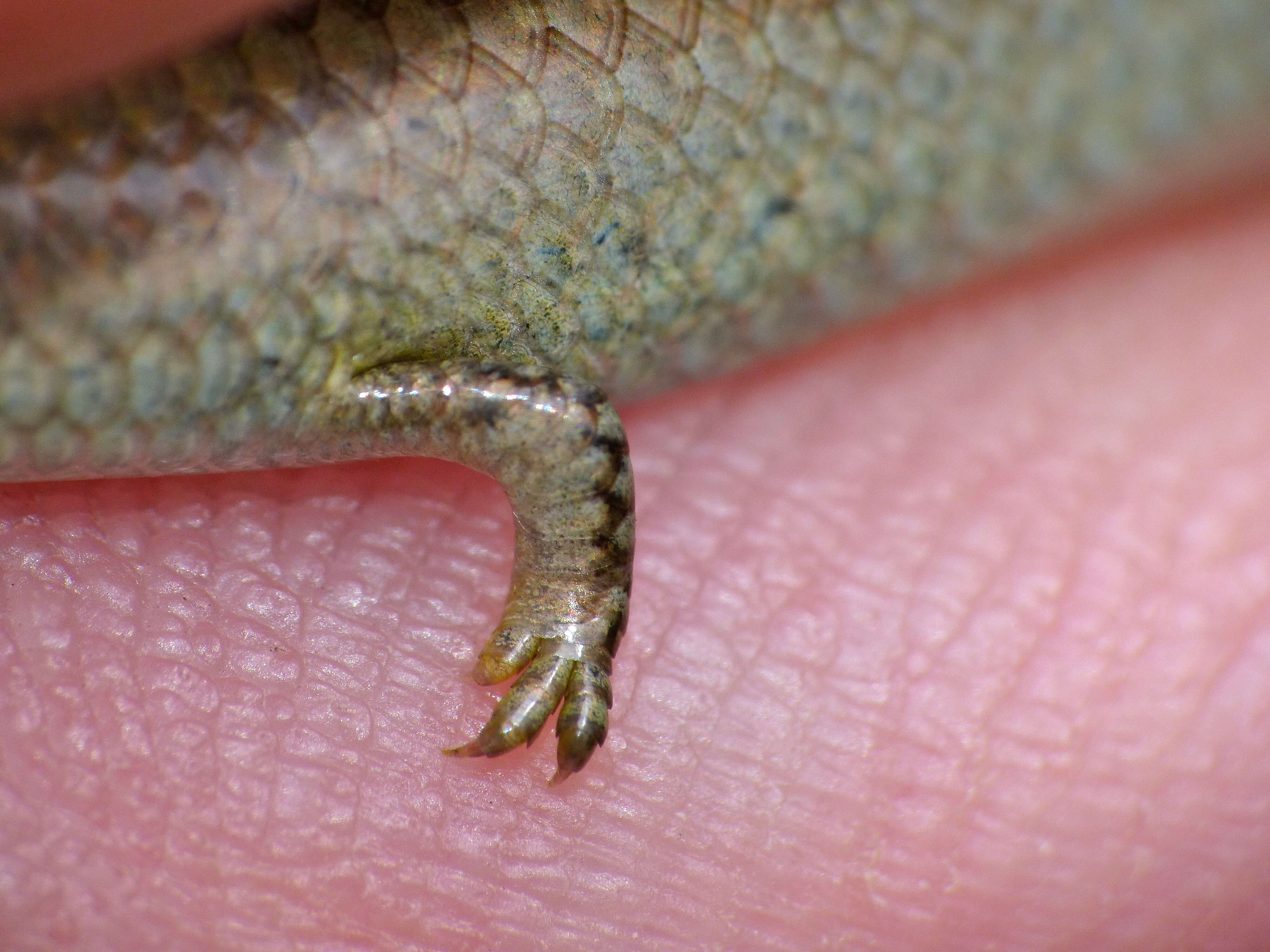 Image of Western Three-toed Skink