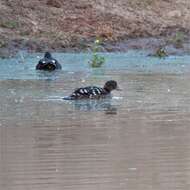 Image of African Black Duck