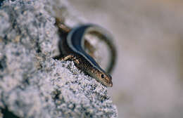 Image of East-African Snake-eyed Skink