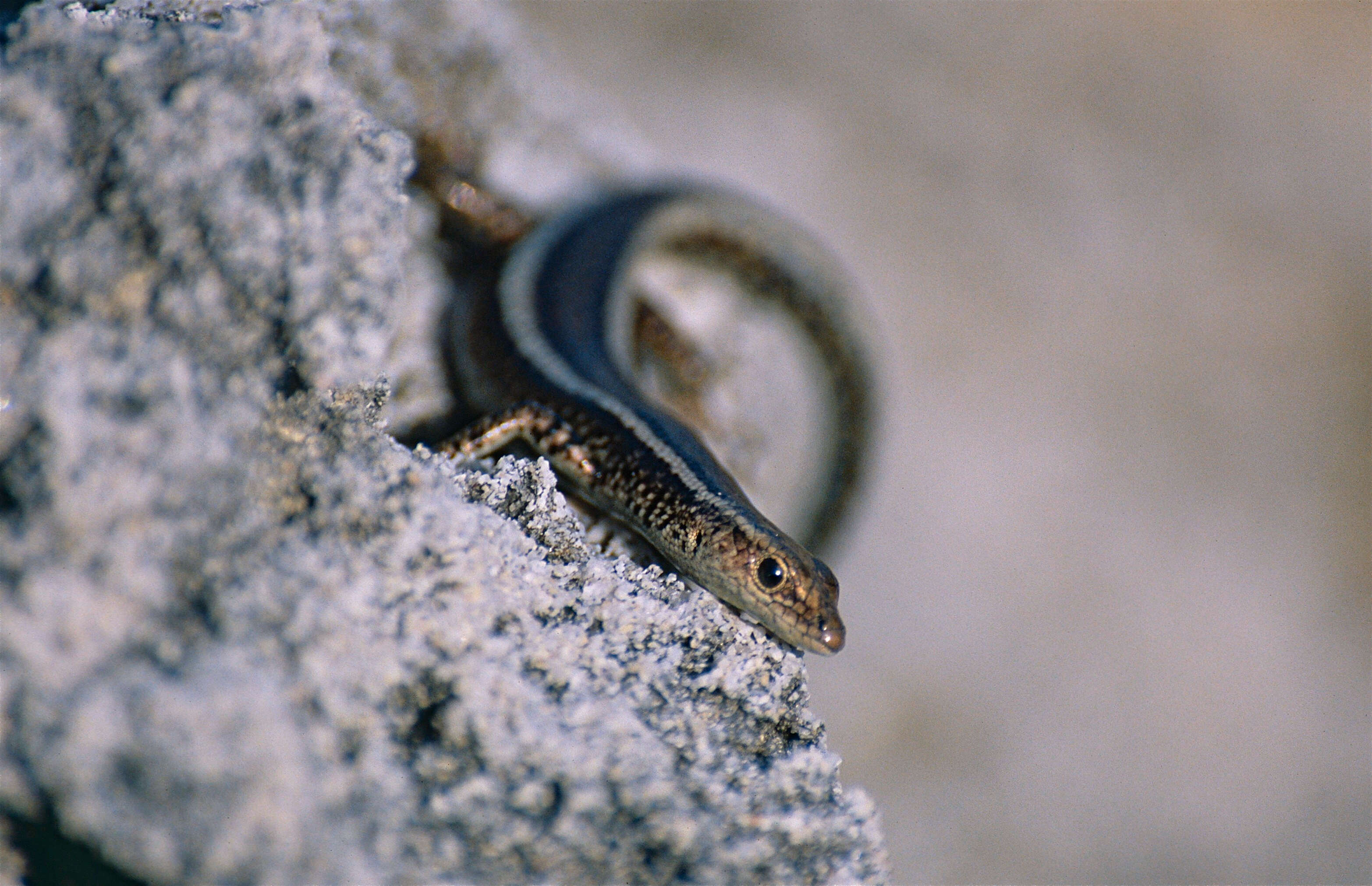 Image of East-African Snake-eyed Skink