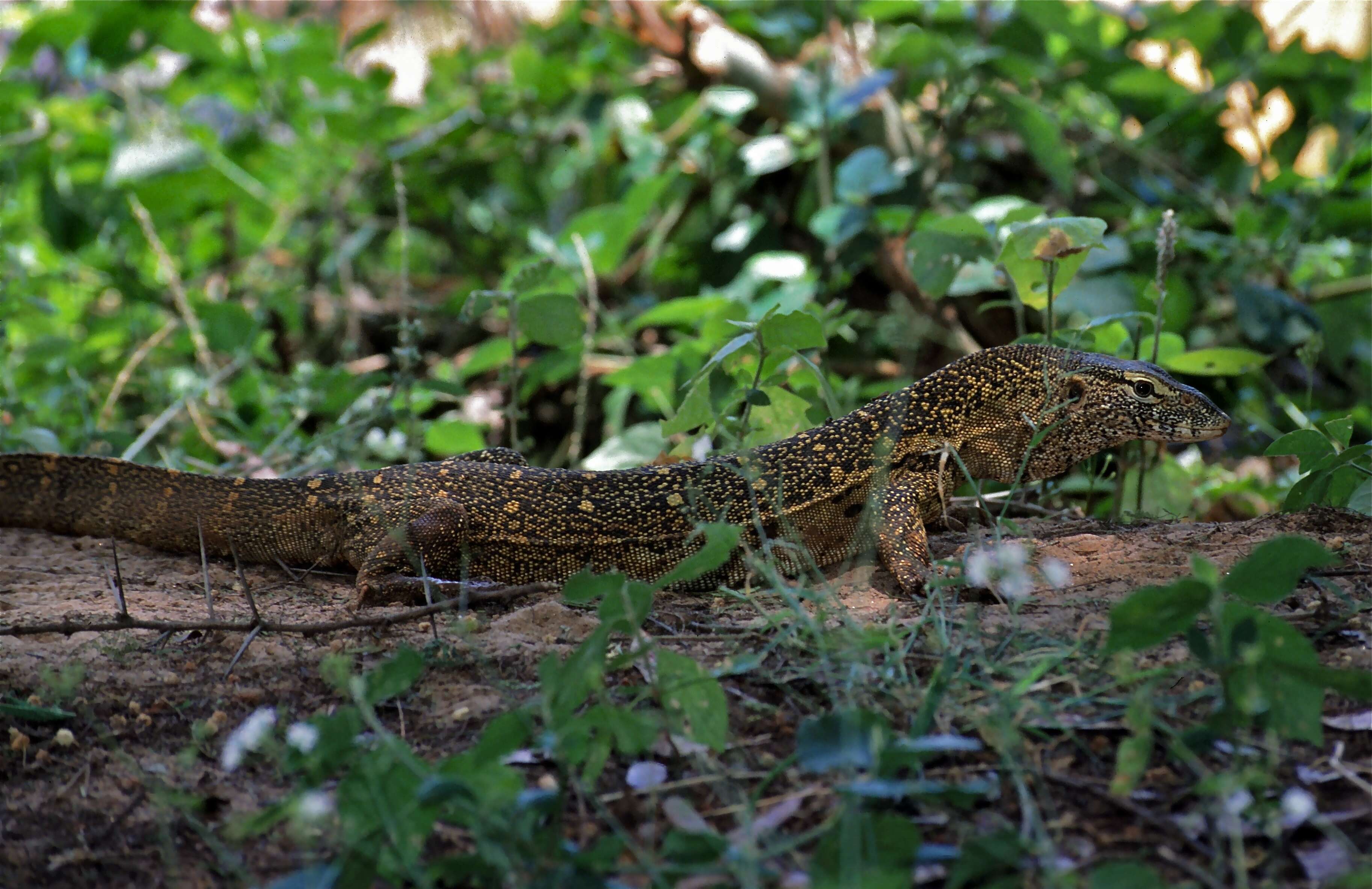 Image of Varanus niloticus