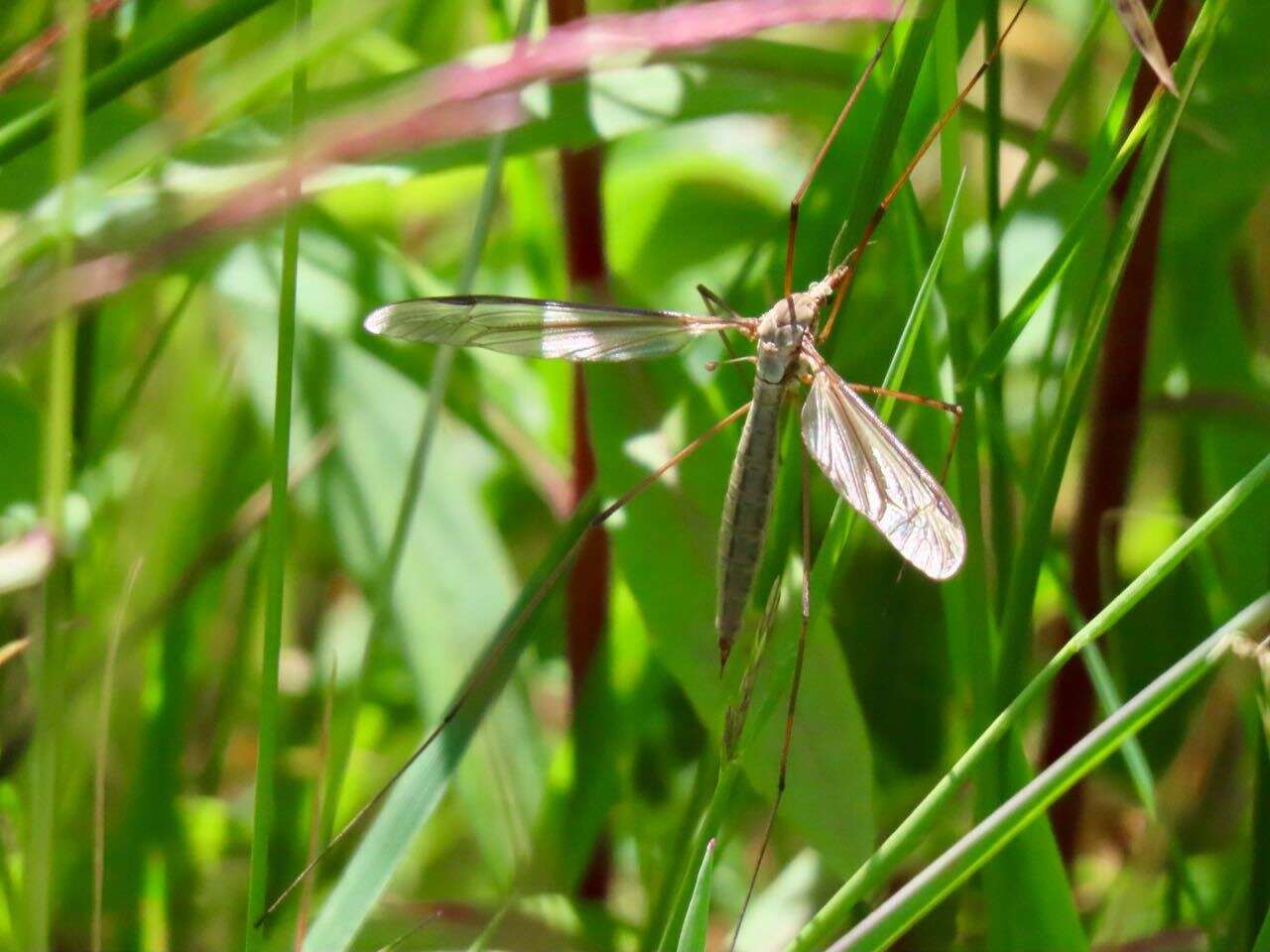 Image of Marsh crane fly